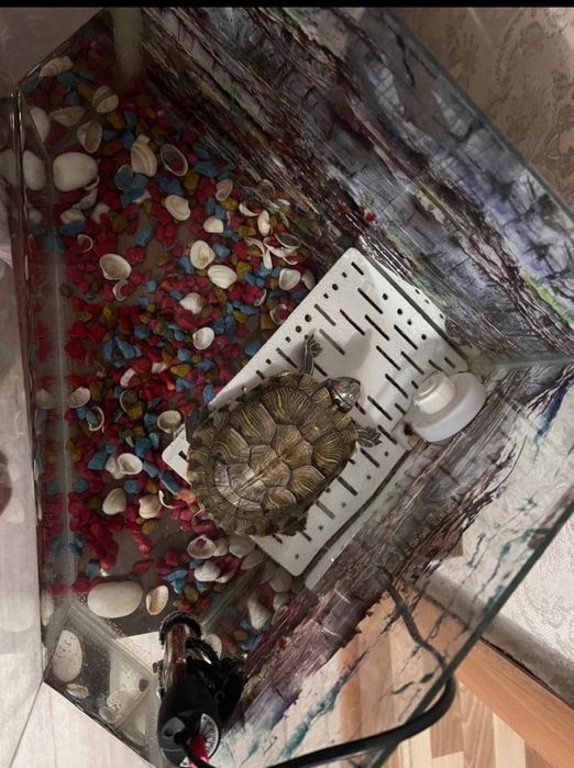 Продам  черепаху вместе с аквариумом