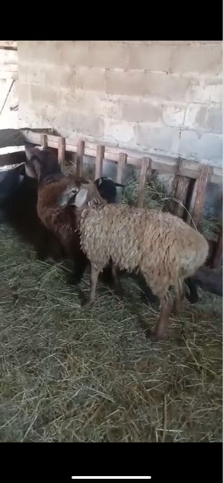 Продам 2 барана и 1 маленького барашка