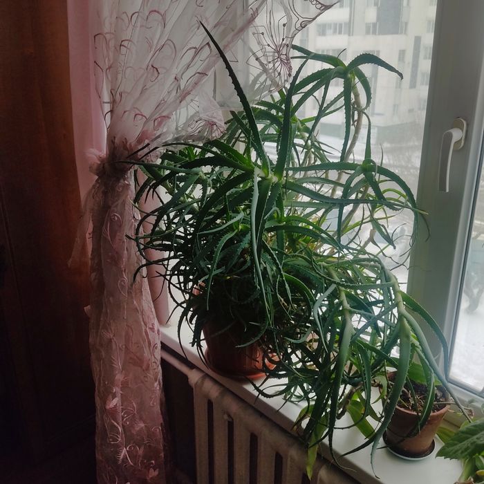 Продам алоэ многолетнее