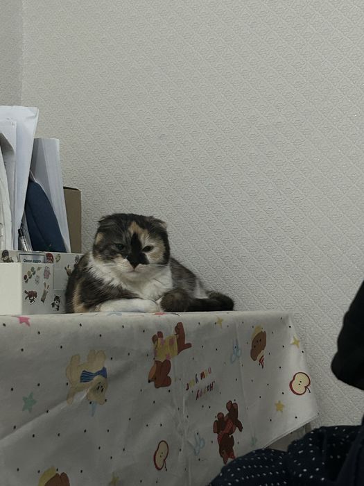 Ищем кота для вязки