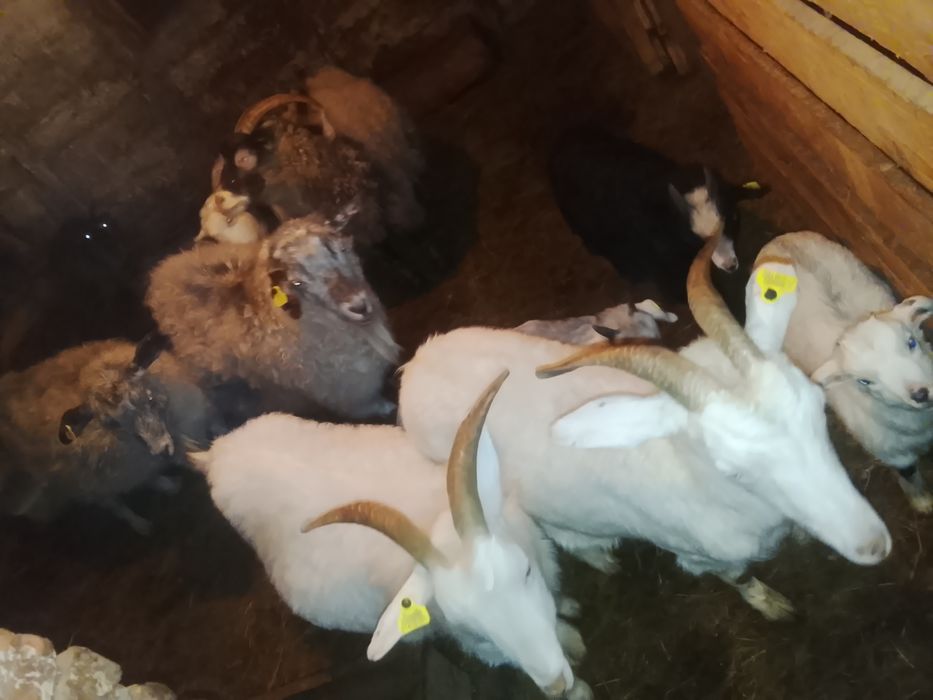 Объявления кокшетау