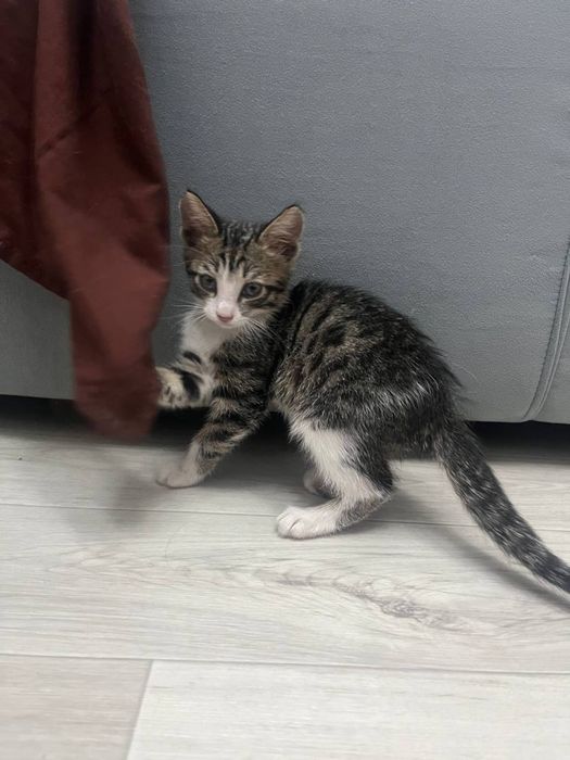 Отдам котенка в добрые руки