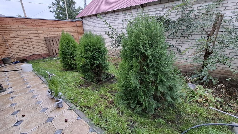 Рассада ТУЯ 45 сантиметров