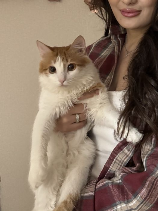 Отдаем котенка в добрые руки