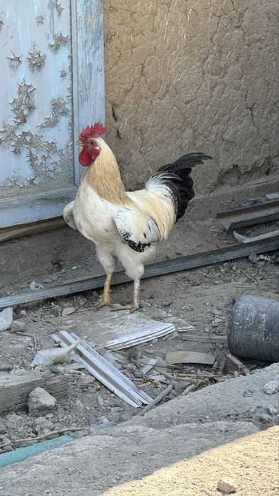 Петухов  продам