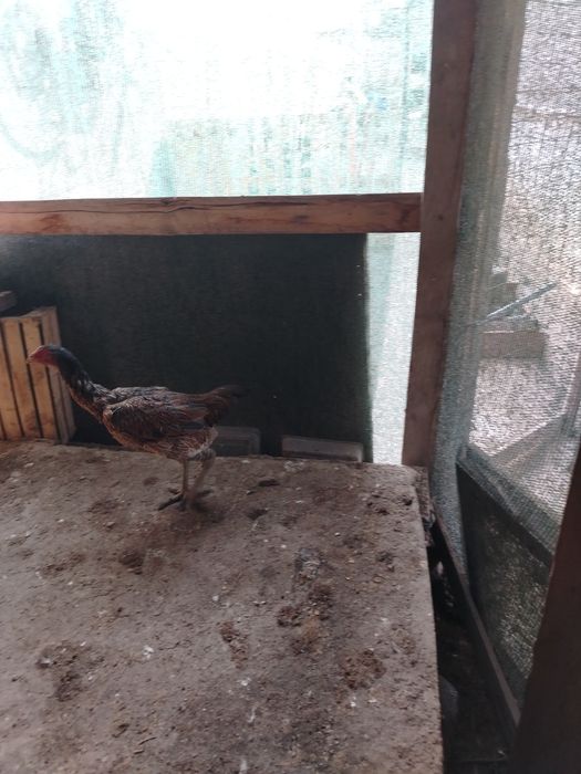 Куры петухи продаётся