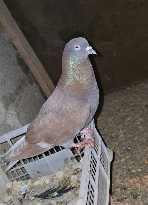 Готовый самец здоровый хороший