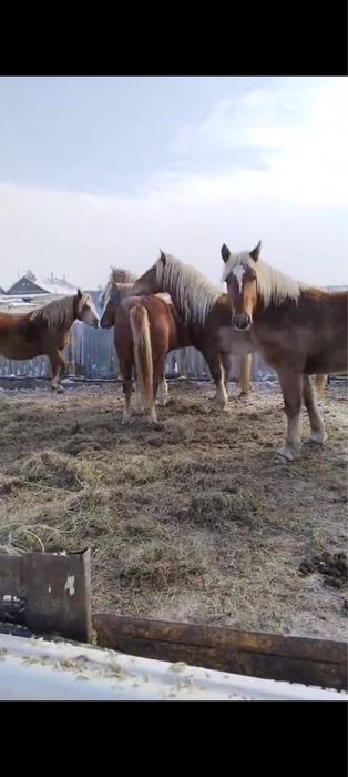 Продам кобылок тяжи