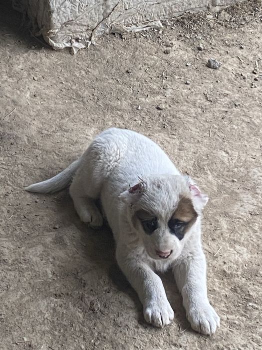 Күшік иттер собаки