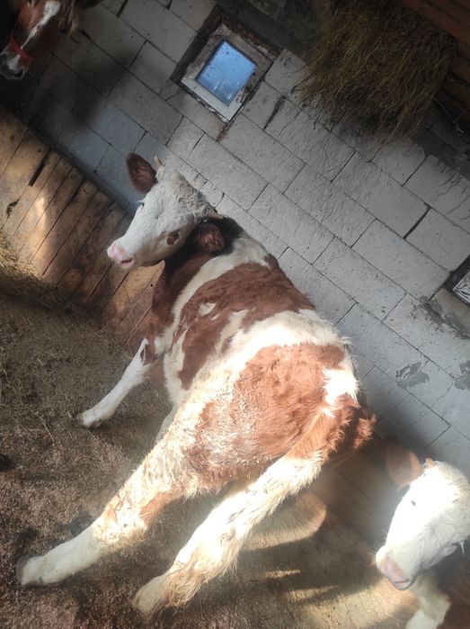 Vând 2 junici de 1an