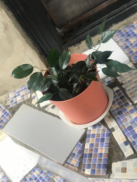 Продам цветы домашние растения