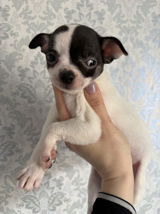 Продаются щенки чихуахуа