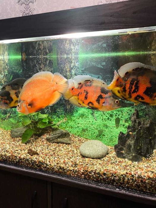 Мальки астронотусов