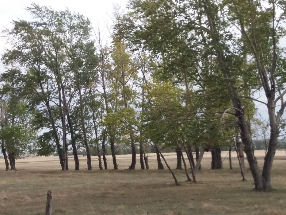 Фазенда. Продам фазенду