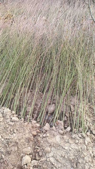 Мевали кучатлар сотилади