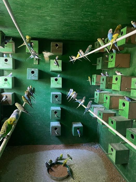 Vand peruși din crescatoria proprie