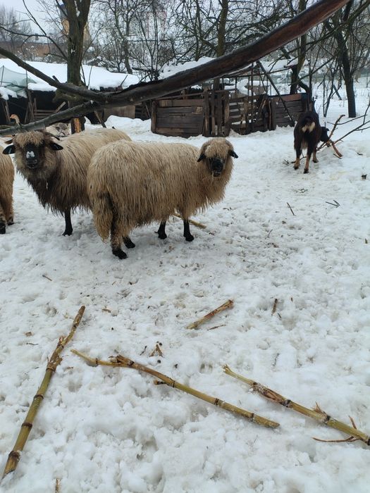 Disponibile oi tinere