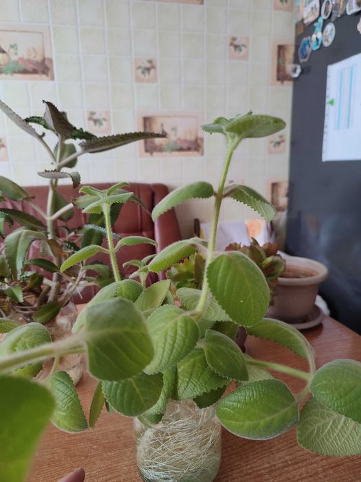 Мелисса декоративная