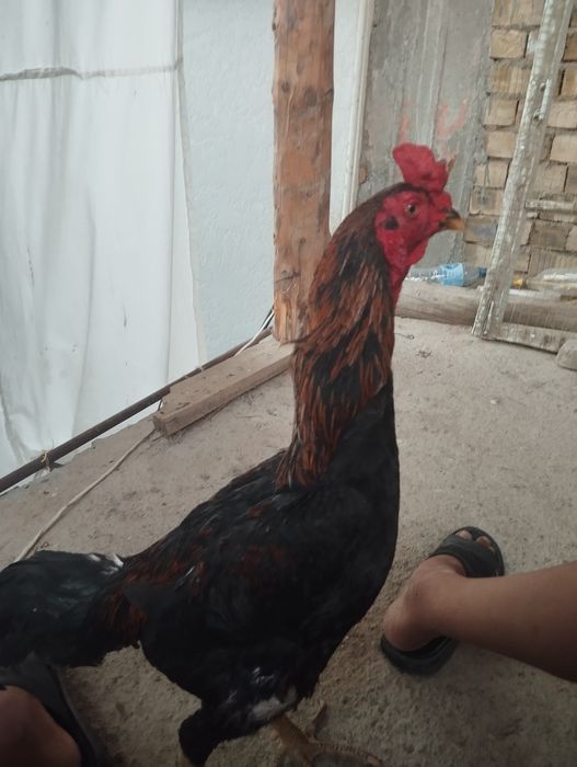 Dakan xuroz sotiladi