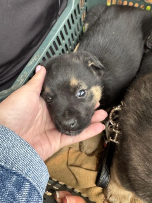 Отдаем бесплатно