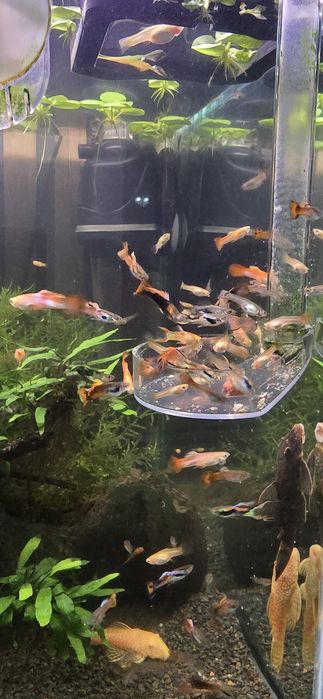 Guppy juniori femele
