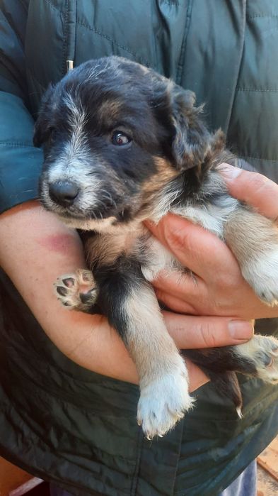 Отдам в добрые руки