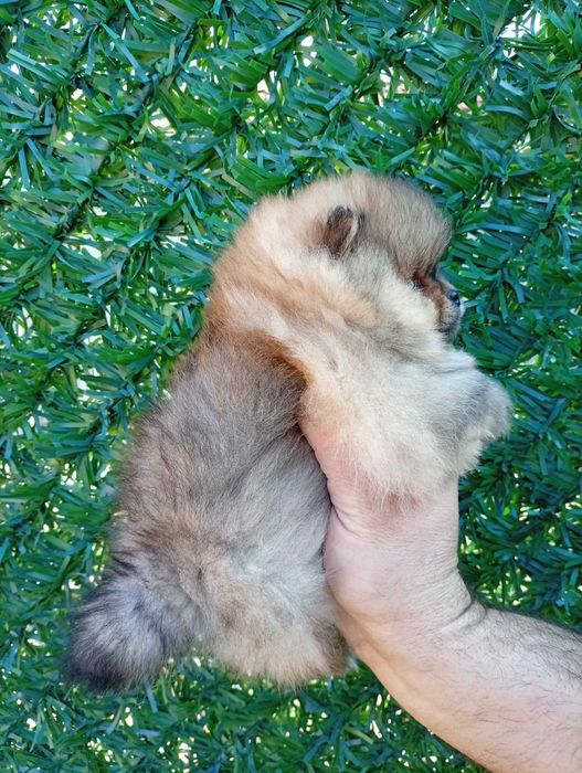 Мъжко померанче .