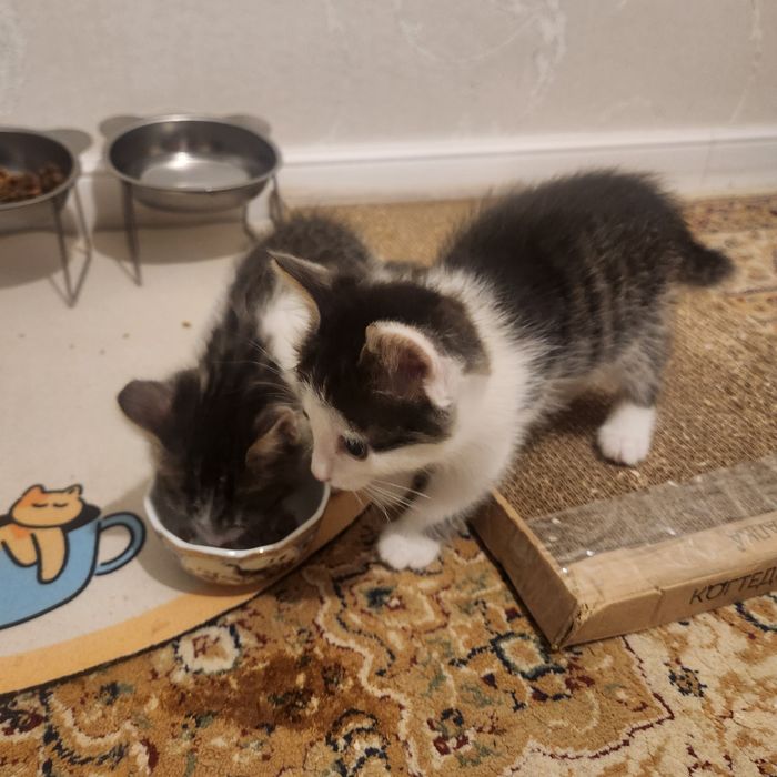 Отдам котят в добрые руки