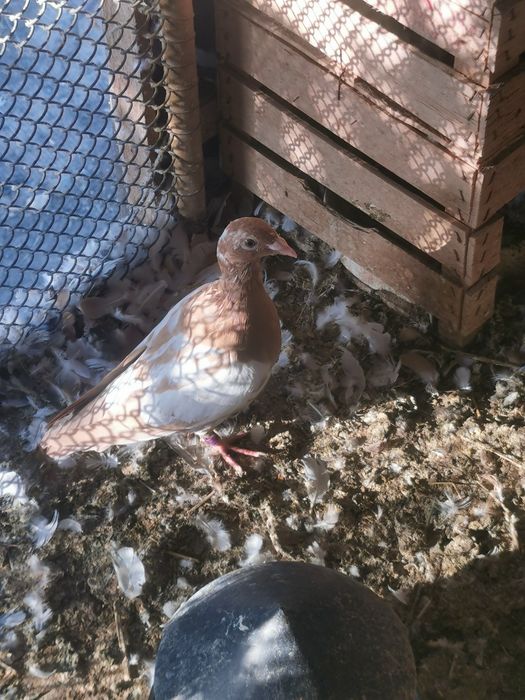 Voiajori Meulemans galben rosu