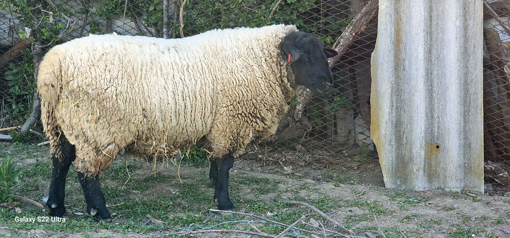 De vânzare berbec rasa SUFFOLK