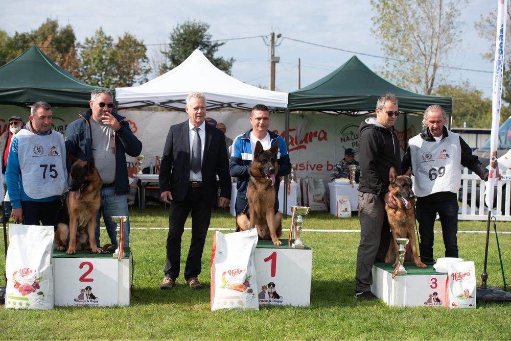 Mascul ciobanesc german 16 luni cu pedigree top