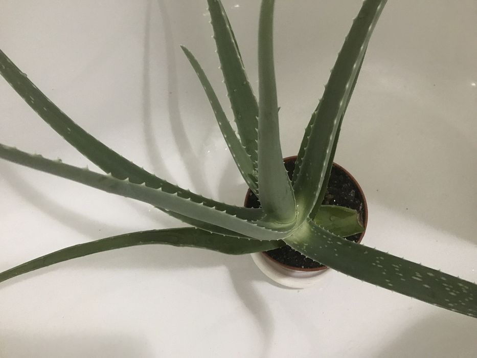 Алое вера лечебное