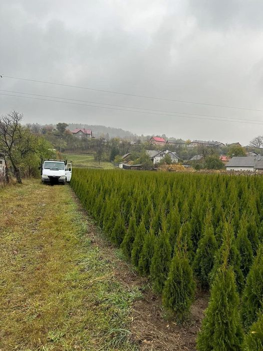 Chiparos Leylandii este un conifer de talie medie, din familia Cupress