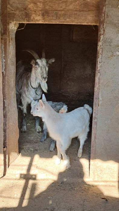 Capra cu doua iedute