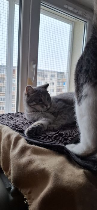 Motan bland de adoptat