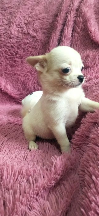 Щенок чихуахуа девочка