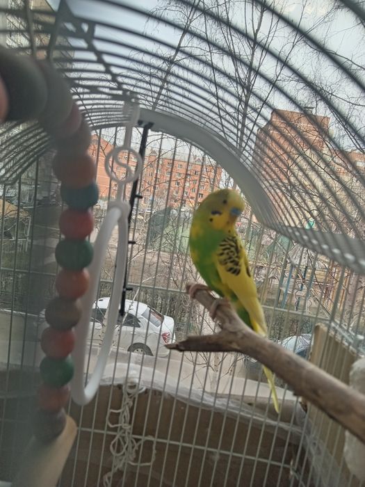 Попугай волнистый с клеткой