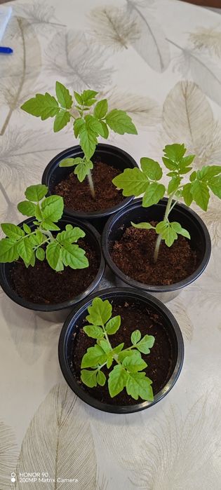 Томаты горшочные