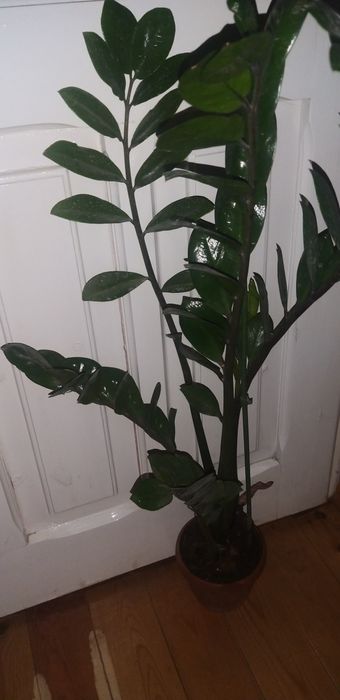 Продам комнатные цветы