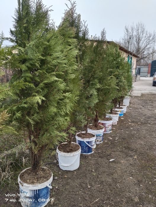 Маржвелник шыршасы көтерме бағасында