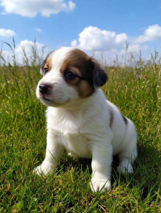 Умненькие щеночки дворянских кровей