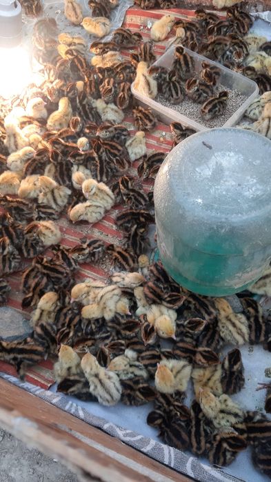 Бөдене балапандары бар