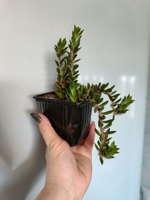 Продам суккуленты 3 вида