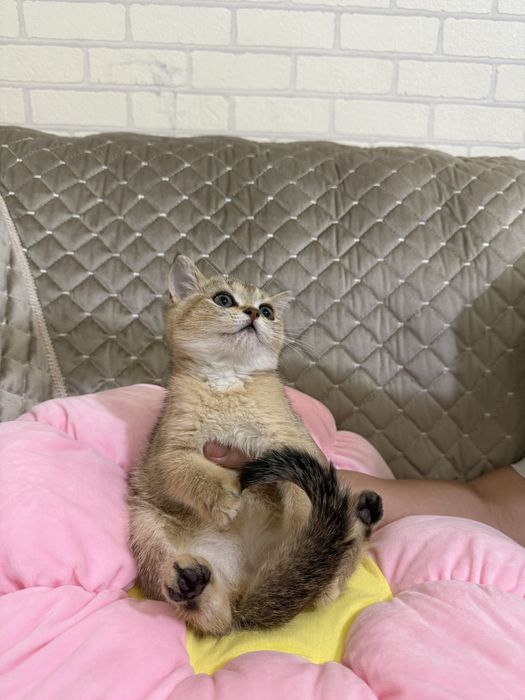 Золатая шиншилла боласи сотилади 2 ярим ойлик