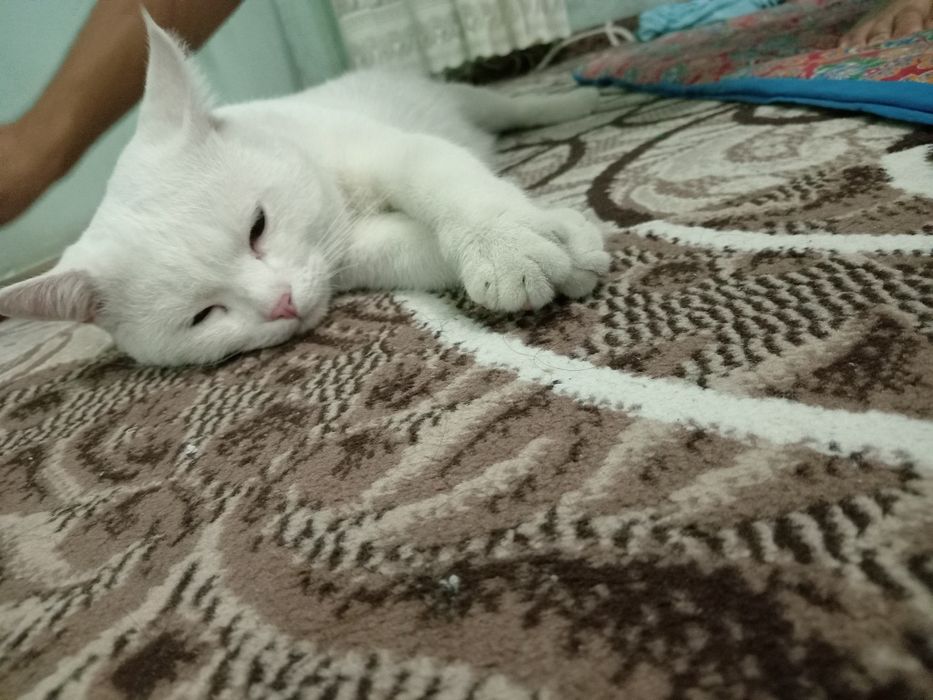 Британские кот белый