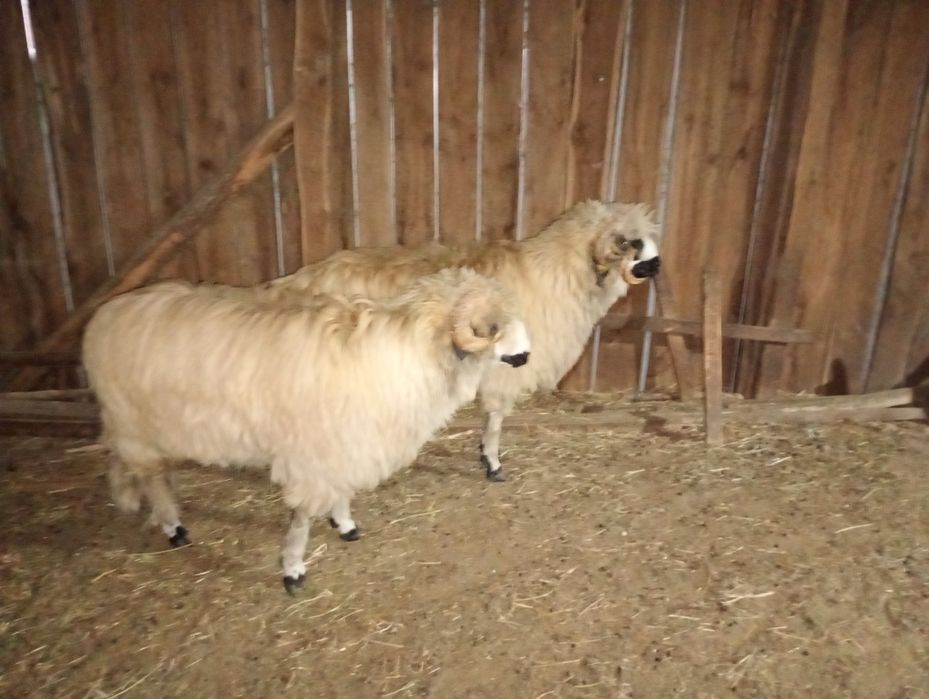 Miori de vânzare 1500lei/bucată