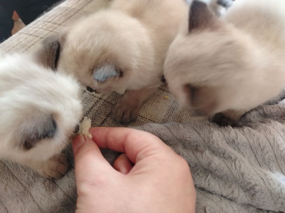 Котята сиамские (девочки) в добрые руки