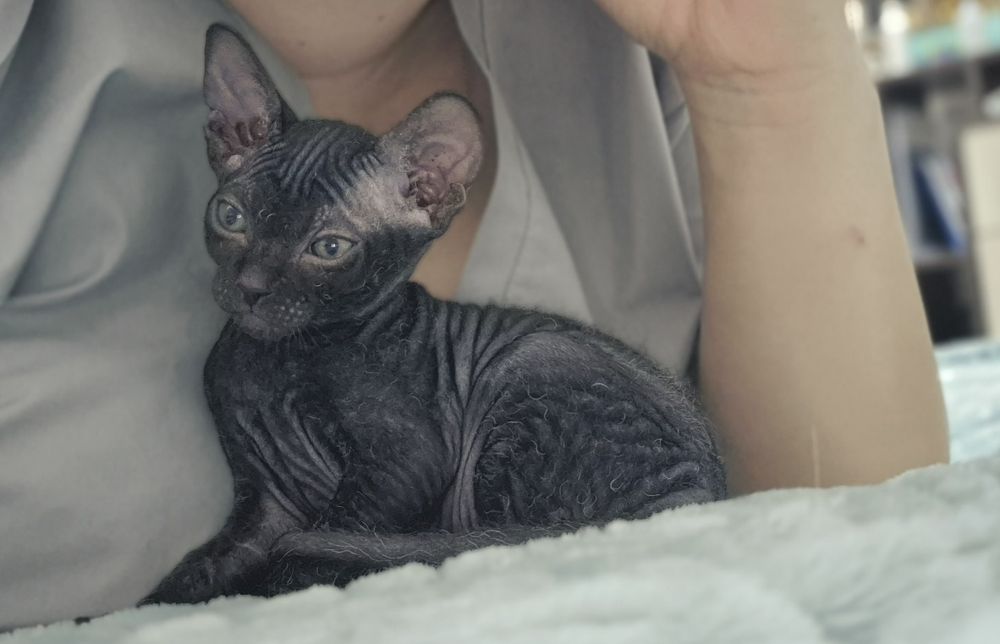 Котёнок донского сфинкса мальчик