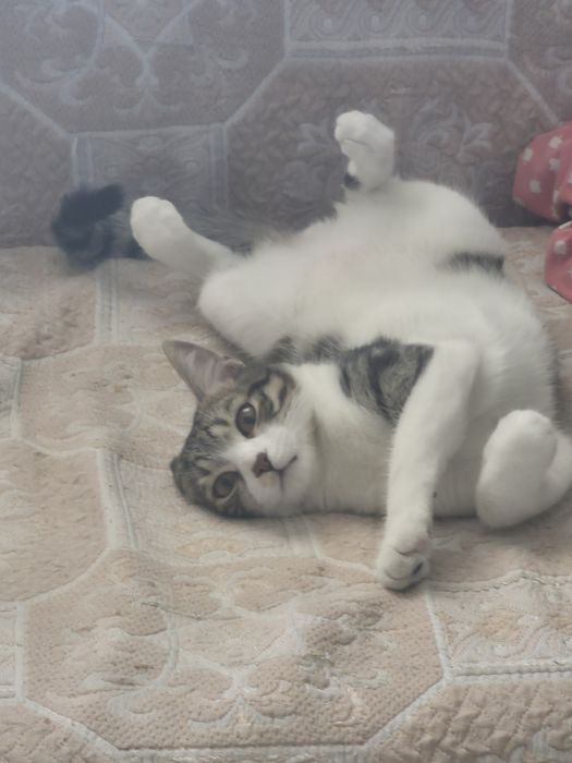 Бесплатно кошку отдаем