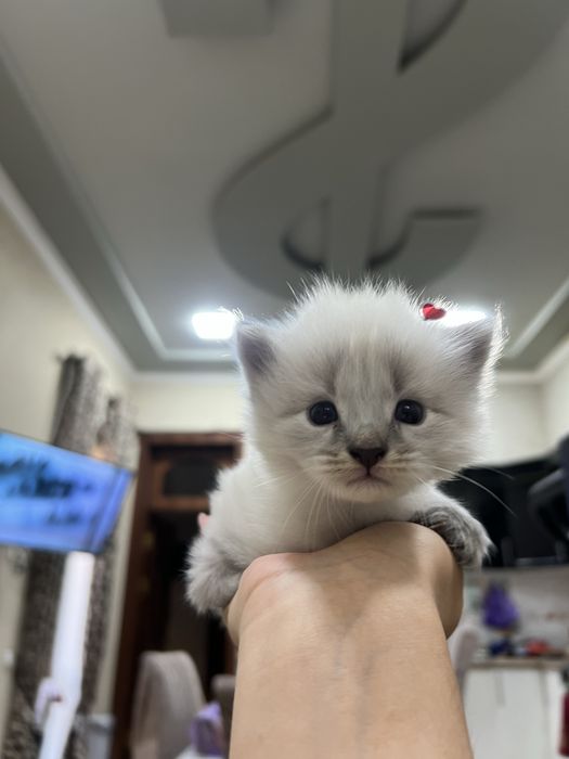 Невская Маскарадная кошка